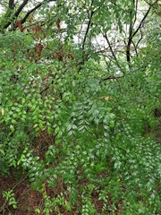 Styphnolobium