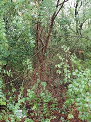Styphnolobium