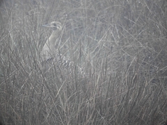 Rhynchotus rufescens