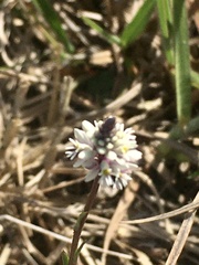 Polygala linoides