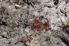 Crassula drummondii