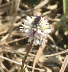 Polygala linoides
