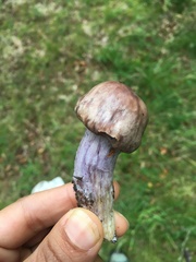 Thaxterogaster purpurascens