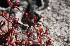 Crassula drummondii