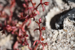 Crassula drummondii