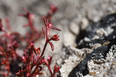 Crassula drummondii