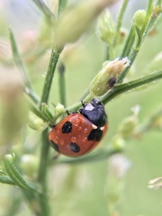 Coccinella septempunctata