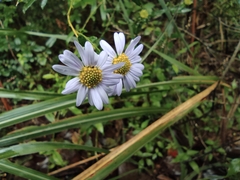 Aster indicus