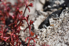Crassula drummondii