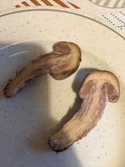 Thaxterogaster purpurascens