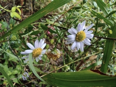 Aster indicus