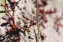 Crassula drummondii