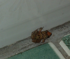 Adenomera hylaedactyla