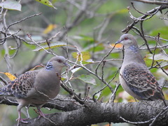 Streptopelia orientalis