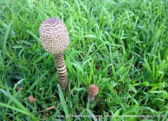 Macrolepiota colombiana