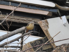 Phoenicurus auroreus