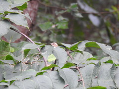 Emberiza rutila