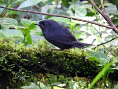 Scytalopus speluncae