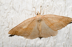 Thallophaga hyperborea