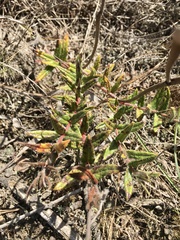 Mandevilla petraea