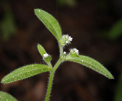 Cryptantha affinis