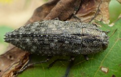 Dicerca obscura