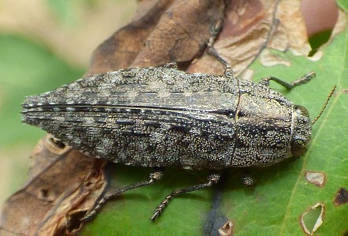 Dicerca obscura photo 2