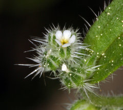Cryptantha affinis