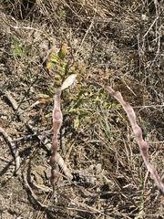Mandevilla petraea