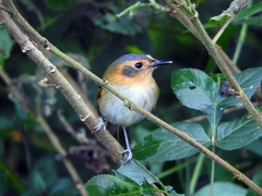 Poecilotriccus plumbeiceps
