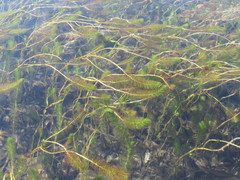 Myriophyllum quitense