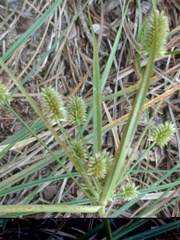 Cyperus retrorsus