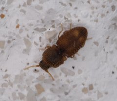 Rismethus squamiger