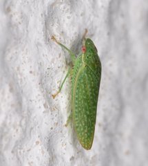Rugosana querci