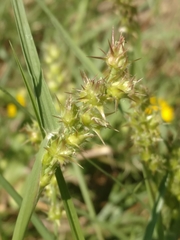 Cenchrus tribuloides