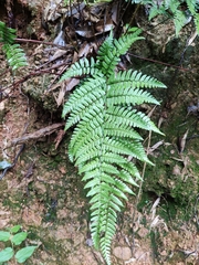 Dryopteris fuscipes
