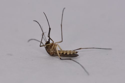 Aedes tormentor photo 2
