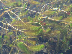 Myriophyllum quitense