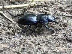 Pasimachus elongatus