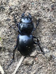 Pasimachus elongatus