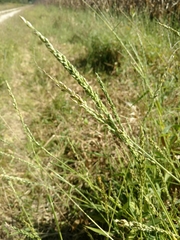 Urochloa texana