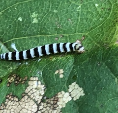 Lepidoptera