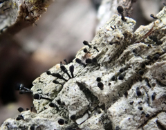 Calicium hyperelloides