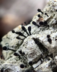 Calicium hyperelloides