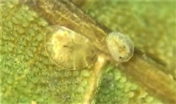 Milviscutulus