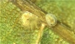 Milviscutulus mangiferae