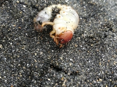 Pericoptus
