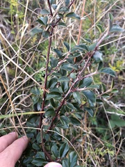 Cotoneaster divaricatus