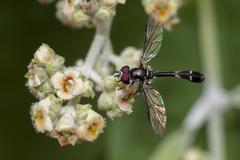 Dioprosopa clavata