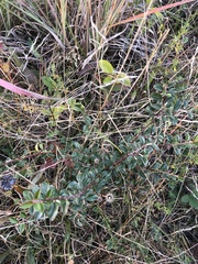 Cotoneaster divaricatus